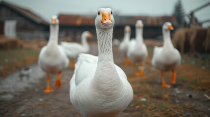 Obraz premium A flock of white geese peacefully roaming and standing in a traditional farmyard surrounded by a blurred lush pastoral landscape