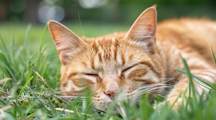 A ginger tabby cat resting peacefully in the tall grass fully content and relaxed as it basks in the warm sunshine of an idyllic farm setting  The cat s eyes are closed