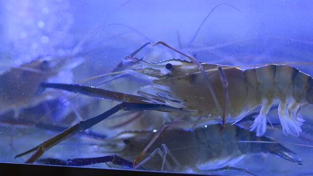 Fresh River shrimp or river prawn, giant river shrimp in tank.