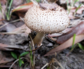 Moon mushrooms with the scientific name Macrolepiota albuminosa.