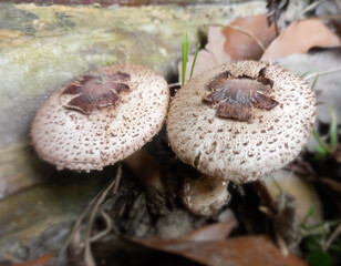 Moon mushrooms with the scientific name Macrolepiota albuminosa.
