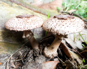 Moon mushrooms with the scientific name Macrolepiota albuminosa.