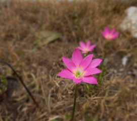 Pink rain lily, pink fairy lily, pink zephyr lily, and pink magic lily are the common names of several species of flowering plants belonging to the genera Zephyranthes and Habranthus