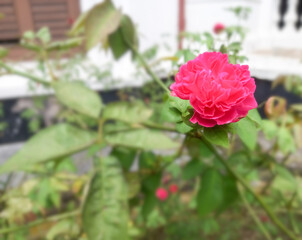 Red rose flower with clipping path, side view. Beautiful single red rose flower on stem with leaves isolated on nature background.