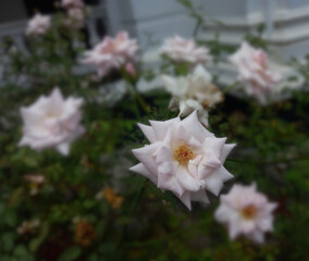 Obraz premium Beautiful white rose in morning sunlight.