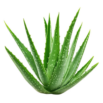 Fresh and vibrant Aloevera plant, perfect for natural remedies and skincare, isolated on a clean white backdrop.