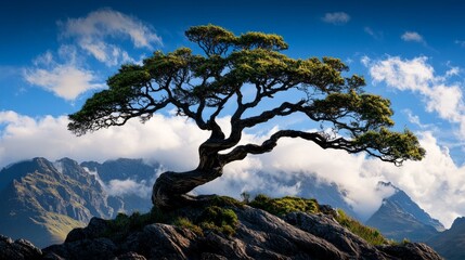 Obraz premium Single majestic tree on rocky landscape with mountains in the background and vibrant sky.