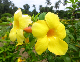 Tajhat jamidar bari, Tajhat, Rangpur, 26 August 2024 - Allamanda schottii, commonly known as allamanda bush, is a shrub of the genus Allamanda in the family Apocynaceae, native to Brazil.