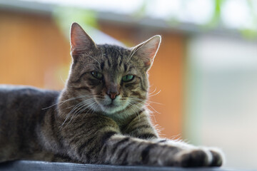 Cat portrait with grey background and green eyes