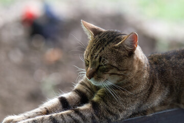 Cat portrait with grey background and green eyes