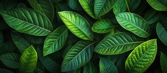 Fototapeta premium Lush green leaves with intricate details create a vibrant and natural background texture.