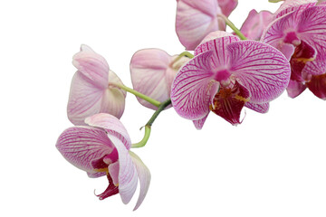 Pink orchid flowers blooming on a transparent background.