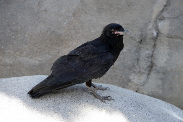 Old black raven sitting on a rock