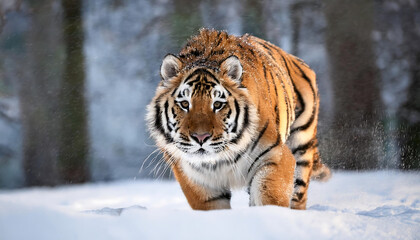 Fototapeta premium Amur Tiger Playing in a Winter Park
