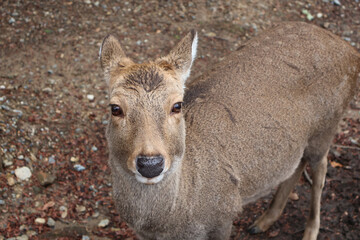 Deer in a field of Nara, Japan