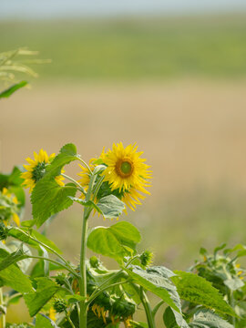 yellow flower