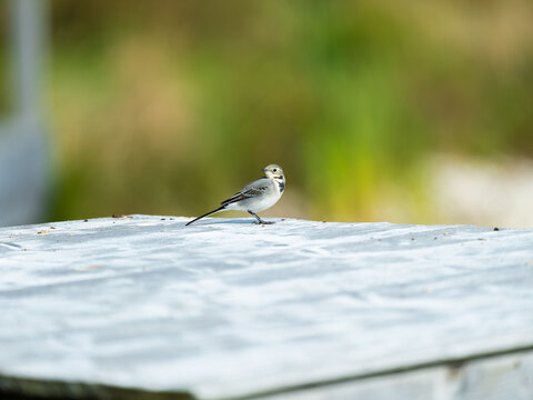 small bird