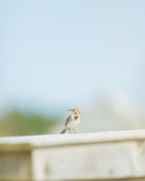 small bird