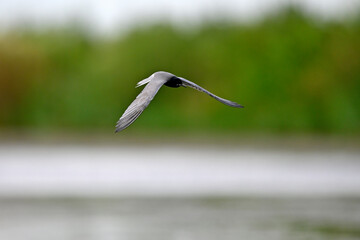 Trauerseeschwalbe // Black tern (Chlidonias niger)