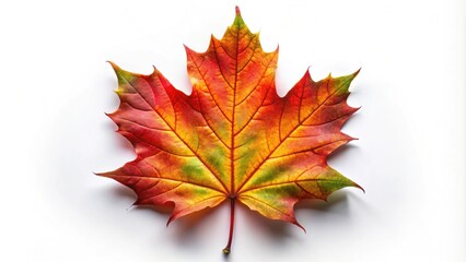 Obraz premium Vibrant maple leaf with serrated edges , autumn, fall, foliage, nature, red, orange, seasonal, botanical, textured, isolated