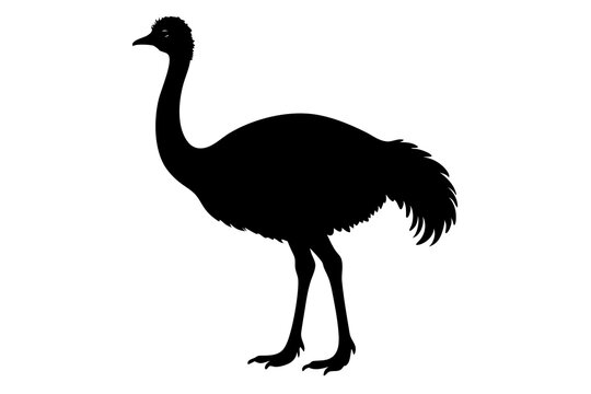 recommend clip art: Emu silhouette vector, ostrich emu bird vector illustration 