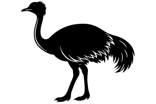 recommend clip art: Emu silhouette vector, ostrich emu bird vector illustration 