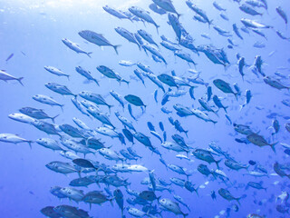 A School of Fish Swimming in the Blue Ocean, Blue Hole, Palau