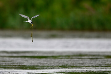 Zwergseeschwalbe // Little tern (Sternula albifrons)