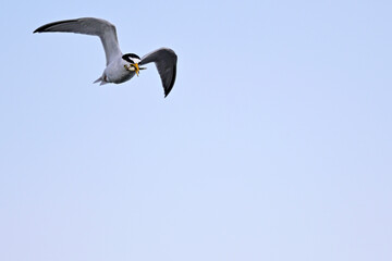 Zwergseeschwalbe // Little tern (Sternula albifrons)