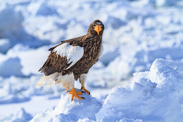 Majestic Steller's Sea Eagle Perched on a Snowy Cliff