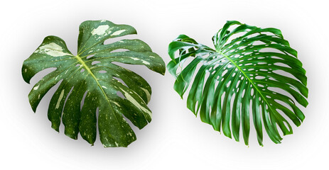Feuilles géantes de philodendron 