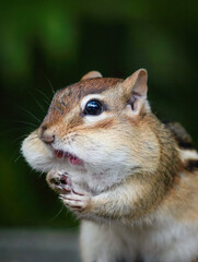 Obraz premium Close up of a chipmunk with stuffed cheeks