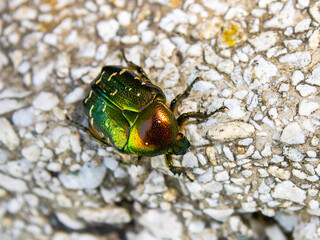 Green beetle. Rose chafer , cetonia aurata.