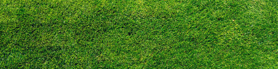 Freshly Mowed Green Grass Lawn Texture Background