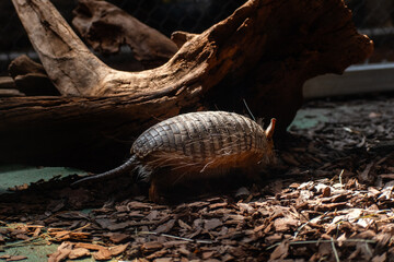 Screaming hairy armadillo running away 