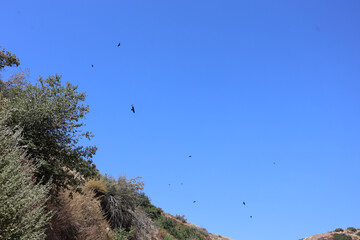 birds in the sky