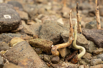 Mangrove roots or shoots that grow between rocks in unique dancing formations. An inspiring new life concept