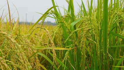 Rice fields of Bangladesh. Better quality narrow rice seeds. An enhanced image of green raw ripe rice seeds.
