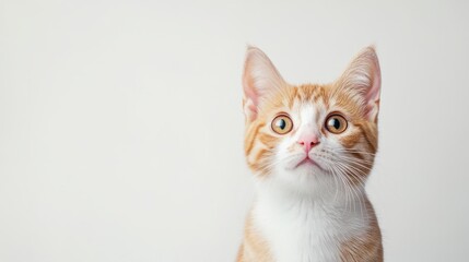 Obraz premium Adorable Ginger and White Kitten Gazing with Curious Expression