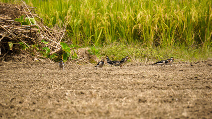 Flock of Shalik birds. A flock of myna birds forage for food next to a green paddy field.