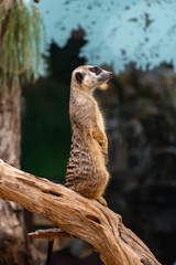 meerkat standing on a rock on guard