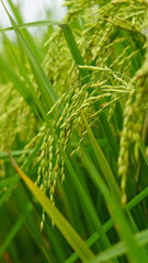 Better quality narrow rice seeds. An enhanced image of green raw ripe rice seeds.
