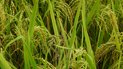 Better quality narrow rice seeds. An enhanced image of green raw ripe rice seeds.