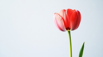 Fototapeta premium Closeup of a Single Red Tulip Flower in Full Bloom on a Light Background