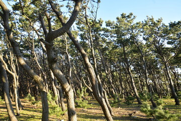 非常に強い風によって斜めに生える松（日本、千本松原）