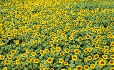 ヒマワリの花畑（ひまわり、向日葵）
