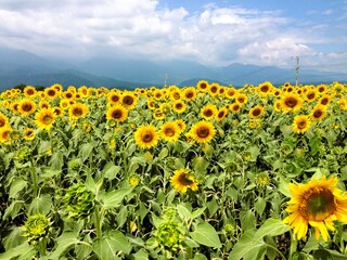 広大なヒマワリの花畑（ひまわり、向日葵）
