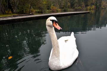 白鳥の湖（ヨーロッパ・スロベニアにて）
