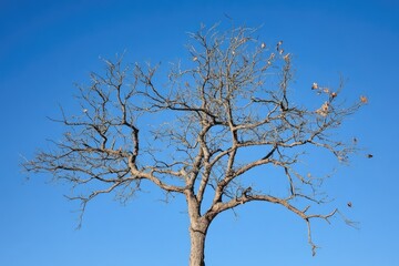 Obraz premium Tree Stripped of Its Foliage Against a Cerulean Sky