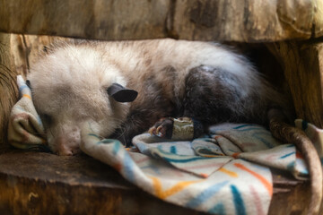 Sleeping opossum with one eye and a broken foot 